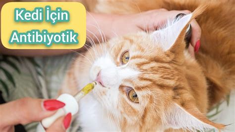 kedi göz damlası antibiyotik